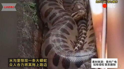 国产大蟒蛇上路视频,引发全民关注