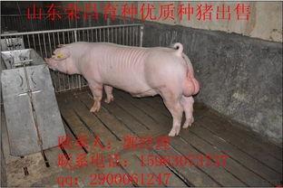 国产白猪种猪视频大全,视频大全精选集