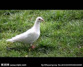 国产鸽子视频大全,视频大全中的魅力瞬间