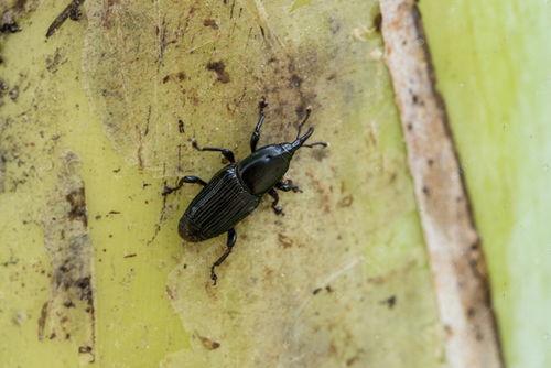 国产大虫子视频播放,大虫子视频播放引发全民热议