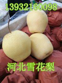 雪梨中国产地在哪里啊视频,探寻我国雪梨的故乡  第3张