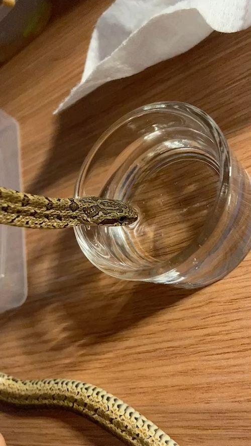 国产宠物蛇视频播放大全,带你领略蛇类萌宠的魅力