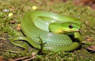 国产宠物蛇视频播放大全,带你领略蛇类萌宠的魅力  第2张