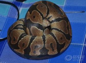 国产宠物蛇视频播放大全,带你领略蛇类萌宠的魅力  第3张